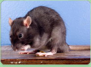 rat control East Sheen